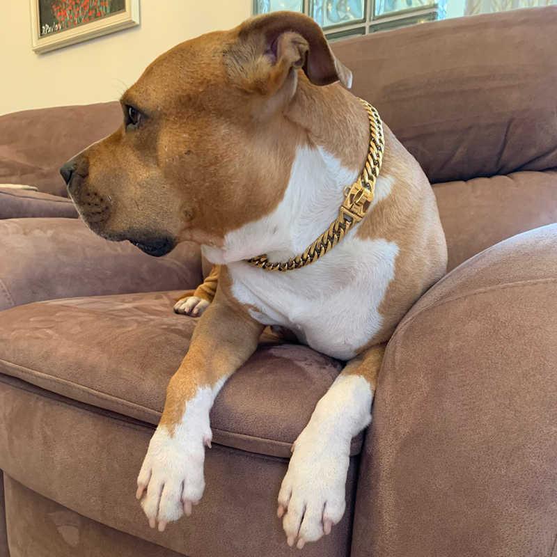 Gold Stainless Steel French Pitbully Dog Collar Leash - Stylish And Durable Pet Chain-0